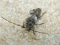 Pogonocherus fasciculatus