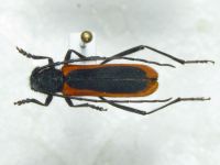 Amarysius duplicatus