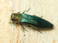 Agrilus (Agrilus) viridis viridis