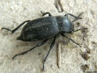 Blaps lethifera