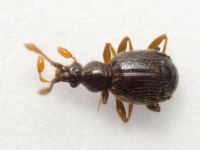 Bryaxis bulbifer