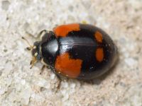 Adalia bipunctata