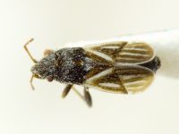 Tropidophlebia costalis