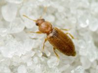 Corticaria elongata