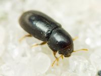 Orthocis perrisi