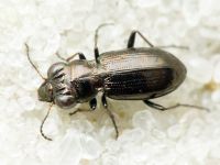Notiophilus