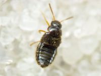 Brachida exigua