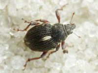 Rhinoncus leucostigma