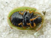 Cassida (Cassida) fausti