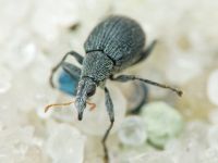 Oxystoma craccae