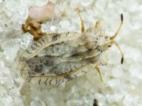 Tingis (Tingis) ampliata