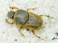 Euoniticellus fulvus