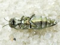 Buprestidae