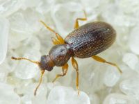Corticaria impressa