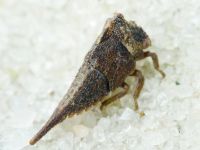 Centrotus cornutus