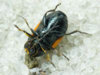 Cryptocephalus (Cryptocephalus) moraei