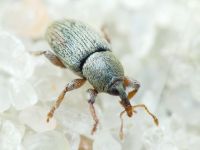 Tychius
