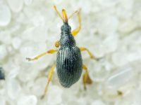 Pseudapion rufirostre
