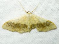 Idaea aversata