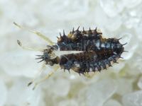 Dictyla humuli