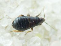 Anthocoridae
