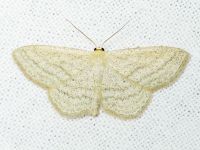 Scopula virgulata