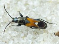 Pterotmetus staphyliniformis