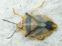 Carpocoris fuscispinus