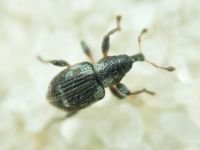 Tanysphyrus lemnae