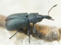 Magdalis (Odontomagdalis) armigera