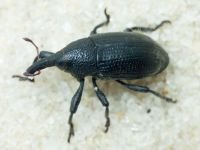 Larinus (Phyllonomeus) carlinae