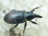 Mecinus collaris