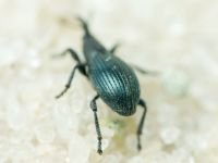 Apioninae