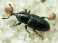 Melanobaris hochhuthi