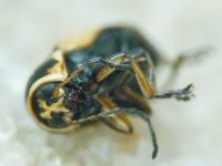 Cryptocephalus (Cryptocephalus) moraei
