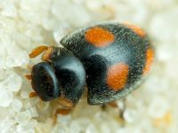 Platynaspis luteorubra