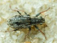 Sitona