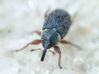 Mecinus plantaginis