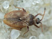 Oncochila simplex
