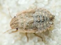 Sciocoris