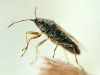 Nysius senecionis