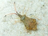 Syromastus rhombeus