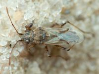 Nysius thymi
