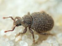 Trachyphloeus