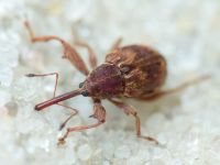 Anthonomus (Furcipus) rectirostris