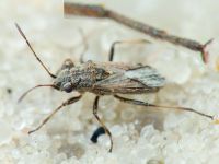 Ortholomus punctipennis
