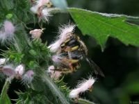 Anthidium manicatum