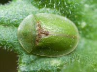Cassidinae