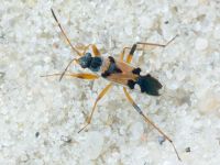 Beosus quadripunctatus