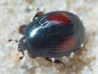 Insecta